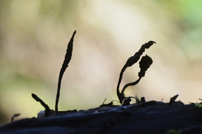 esdoornhoutknotszwam (xilaria longipes) 10-2024 1285